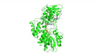 Cyclohexanone Monooxygenase Catalysis [upl. by Amilah]