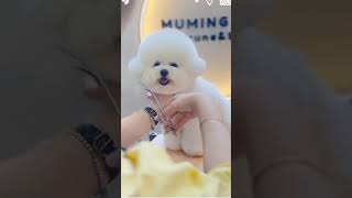 Teacup dog price  Cute Pomeranian dog price  ​ shorts​ viral​ tranding​ cutedog​woodworking [upl. by Domenech125]