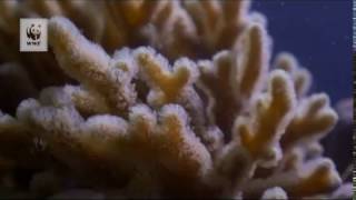 Coral Spawning at Lizard Island  November 2016 [upl. by Lehplar]