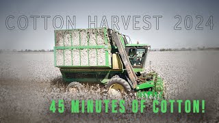 The Cotton Harvest 2024 Extended [upl. by Dian]