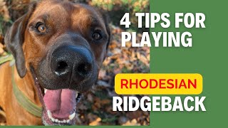 4 Tips For Playing  Rhodesian Ridgeback [upl. by Tema]