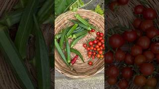 Morning routine organic vegetables harvest mygreenishnest terracegarden organicterracegarden [upl. by Aynekal]