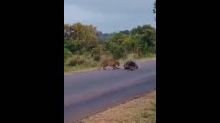 Porcupine fighting with tiger to safe guard its kid [upl. by Zonda312]