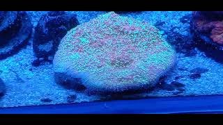 ph controller reef tank stylophora [upl. by Wack537]