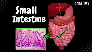 Anatomy Dissection of the Small Intestine Jejunum amp Ileum [upl. by Namurt]