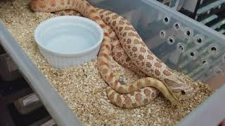 Western Hognose Breeding Tips Video [upl. by Enaoj]