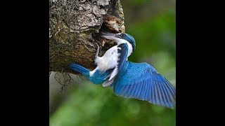 Collared Kingfisher Nest Building Slow Motion HD [upl. by Anitniuq]