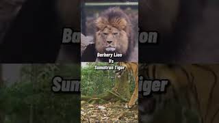 Barbary Lion Vs Sumatran Tiger Thanks For 20 Subs 🙏🏽 [upl. by Idelson]