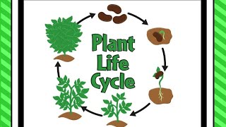 Life Cycle of a plant🏝🏜🎄Learning for Kids plantlifecycle growth educationalvideo kidslearning [upl. by Staley]