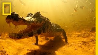 Swimming with Brazils Caimans  National Geographic [upl. by Shellans]