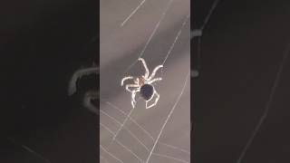 Spider web making 🕷️🕸️ spider spiderweb shorts wildlife spiderman viralshorts [upl. by Shurlock]