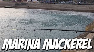 THE BIGGEST MACKEREL SIGHTING IN YEARS  Brighton Marina Mackerel Fishing [upl. by Nilerual]