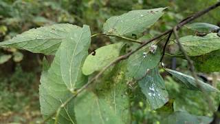 Woolly Aphids on Hackberry Tree [upl. by Aanas]