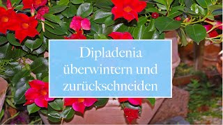 🏡 Dipladenia überwintern und zurückschneiden [upl. by Eberhard]