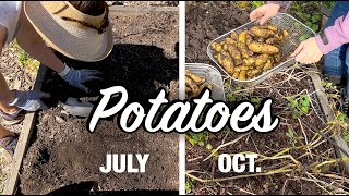 Can you plant Potatoes in July [upl. by Leirua507]