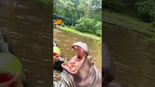 Babeh ngasih makan Si Hippo eeh si hippo nya muncrat🤭😄 funny lucu [upl. by Major505]