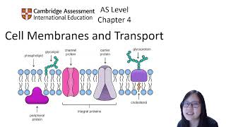 Chapter 41  Cell Membrane Structure and Function  Cambridge ALevel 9700 Biology [upl. by Manard]