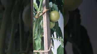 Grow bag me organic tomatoes 🍅 [upl. by Atirat]