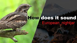 Scary sound of European nightjar Are you afraid of the dark [upl. by Eves407]