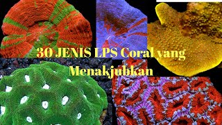 30 JENIS Coral LPS Yang Menakjubkan [upl. by Krystin]