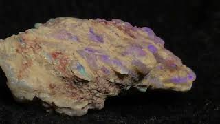 The most beautiful Coprolite [upl. by Denison196]