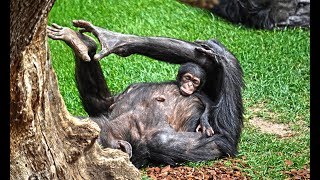 Últimas imágenes de la cría de chimpancé abril 2018 [upl. by Raama823]