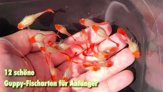 12 schöne Guppy Fischarten für Anfänger [upl. by Eerok]