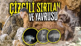 ÇİZGİLİ SIRTLANI YAVRUSUYLA GÖRÜNTÜLEDİM TÜRKİYEDE İLK KEZ  FOTOKAPANI MAĞARASINA KAÇIRDI [upl. by Silverts849]