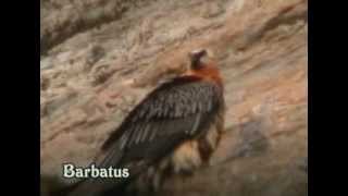 Quebrantahuesos  Gypaetus barbatus  Bearded Vulture [upl. by Odnumde]