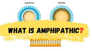 what is amphipathic  defination of amphipathic  Amphipathic [upl. by Phillada455]