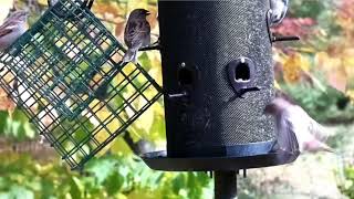 Live  Bird Feeder Cam  Stow OH [upl. by Ceciley]