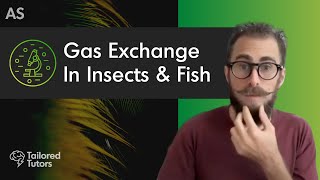 Gas Exchange In Insects amp Fish  A Level Biology Revision  AQA [upl. by Lzeil]