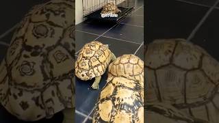 High White Leopard Pardalis Tortoise Paradise✨🐢 TortoiseFarm Highwhitepardalis Tortoise Demure [upl. by Kimura]