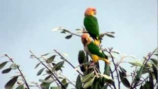 White bellied Parrot [upl. by Haikan]