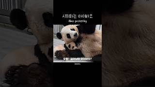 시위하는 아이바오 😁 Aibao protesting 푸바오 판다 힐링 동물 귀여운 사랑스러운 fubao panda cute [upl. by Eerol]