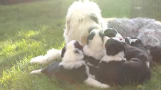 4 week old Sheepadoodle puppies [upl. by Avrit]