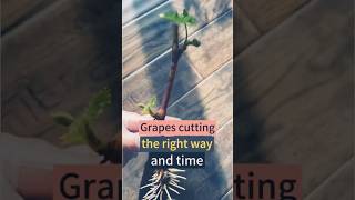 Methods and precautions for grape cutting in autumn Grapeplanting Agriculture Grapeseedlings [upl. by Aitercal]