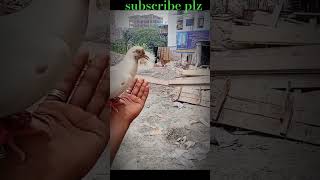 Pet pigeon পোষা কবুতর ❤️subscribe viralreels viralshort pigeon kobutor কবুতর [upl. by Fidelia]