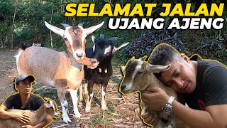 UNTUK PERSIAPAN KANDANG ALPACA HARUS ADA YANG quotBERPISAHquot MAAF YA😭 😭 [upl. by Bryanty]