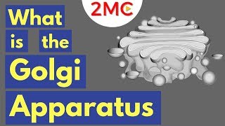 The Golgi Apparatus Structure and Function  The Endomembrane System [upl. by Tipton]