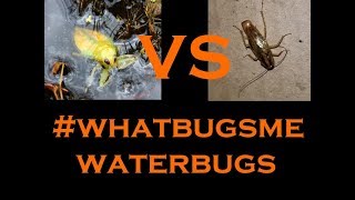 Waterbugs VS Roaches Whats the differance [upl. by Caldeira]