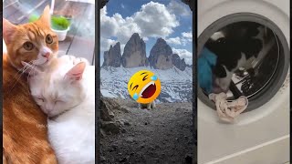 Funniest Cat 😾 Kitten meowing ❤️ cathouse 8786 [upl. by Montagu]