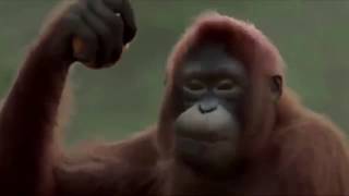 Sopa de macaco Vídeo oficial [upl. by Staal]