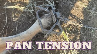 How To Set Pan Tension On Dogless Traps The Easy Way [upl. by Ardnoyek]