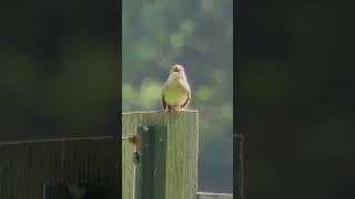 House Wren Singing nature birdwatching naturelovers wildlife birds wren [upl. by Ahsinotna229]