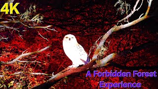 Harry Potter A Forbidden Forest Experience 4K immersive walkthrough Little Elm Texas 2023 [upl. by Fesuy]