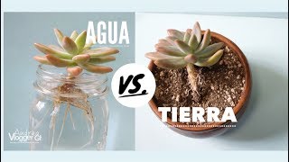 Como Reproducir suculentas en Agua y Tierra  VLOG DIY [upl. by Anthiathia]