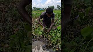 Big Eel Fish catching By Hand fishing eel fish [upl. by Kyred]