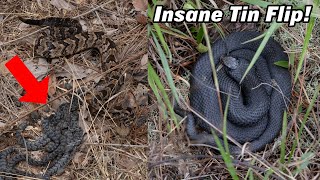 10 Rattlesnakes Under One Piece of Tin Amazing Fall Snake Hunting in Georgia and Helene Update [upl. by Ralip]