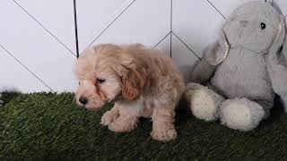 Maltipoo Puppy Benson SD 480p [upl. by Eelarol]